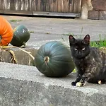 Mit Kamin Am Nationalpark Hainich Beuernfeld