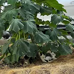 Mit Kamin Am Nationalpark Hainich דירה Beuernfeld