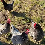 דירה Mit Kamin Am Nationalpark Hainich