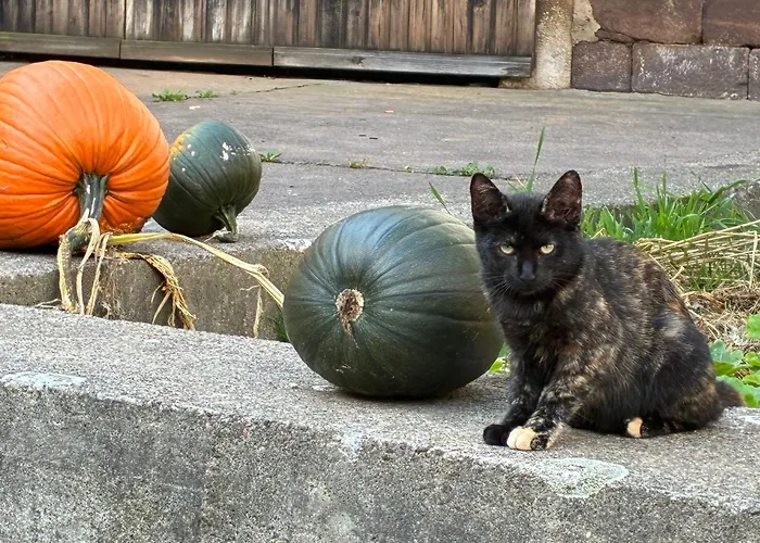 Mit Kamin Am Nationalpark Hainich Beuernfeld