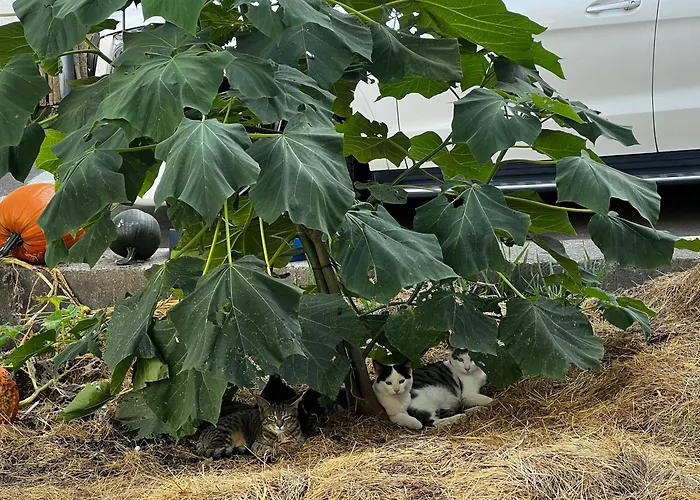 Mit Kamin Am Nationalpark Hainich Apartment Beuernfeld
