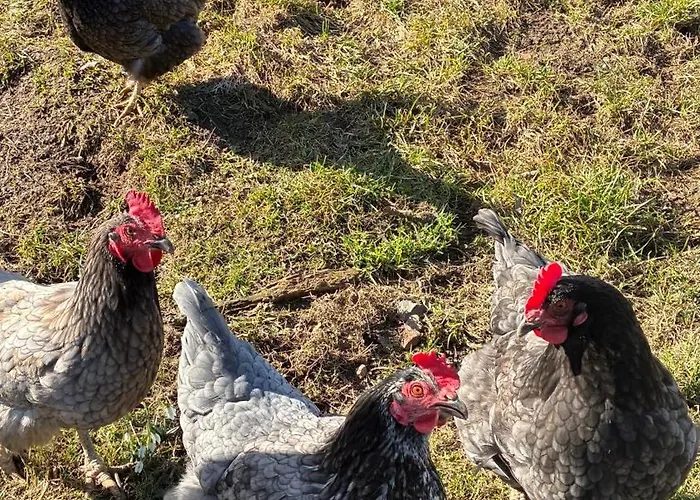Apartment Mit Kamin Am Nationalpark Hainich