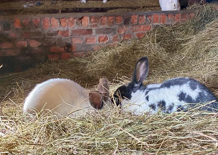Mit Kamin Am Nationalpark Hainich Beuernfeld